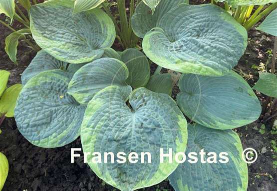 Hosta Victory Lap